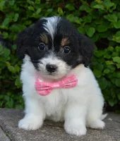 Mini Brynn, a female Miniature Bernedoodle for sale in Celina, OH – Photo 10 of 10