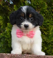 Mini Brynn, a female Miniature Bernedoodle for sale in Celina, OH – Photo 5 of 10