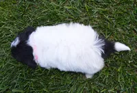Mini Brynn, a female Miniature Bernedoodle for sale in Celina, OH – Photo 4 of 10