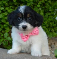 Mini Brynn, a female Miniature Bernedoodle for sale in Celina, OH – Photo 7 of 10