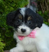 Mini Brynn, a female Miniature Bernedoodle for sale in Celina, OH – Photo 3 of 10