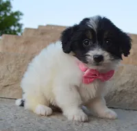 Mini Brynn, a female Miniature Bernedoodle for sale in Celina, OH – Photo 9 of 10
