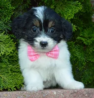 Mini Brynn, a female Miniature Bernedoodle for sale in Celina, OH – Photo 2 of 10
