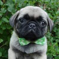 Pearl, a female Pug for sale in Celina, OH – 6 of 10
