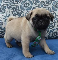 Paxton, a male Pug for sale in Celina, OH – 2 of 10