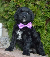 Mini Brin, a female Miniature Bernedoodle for sale in Celina, OH – Photo 5 of 10