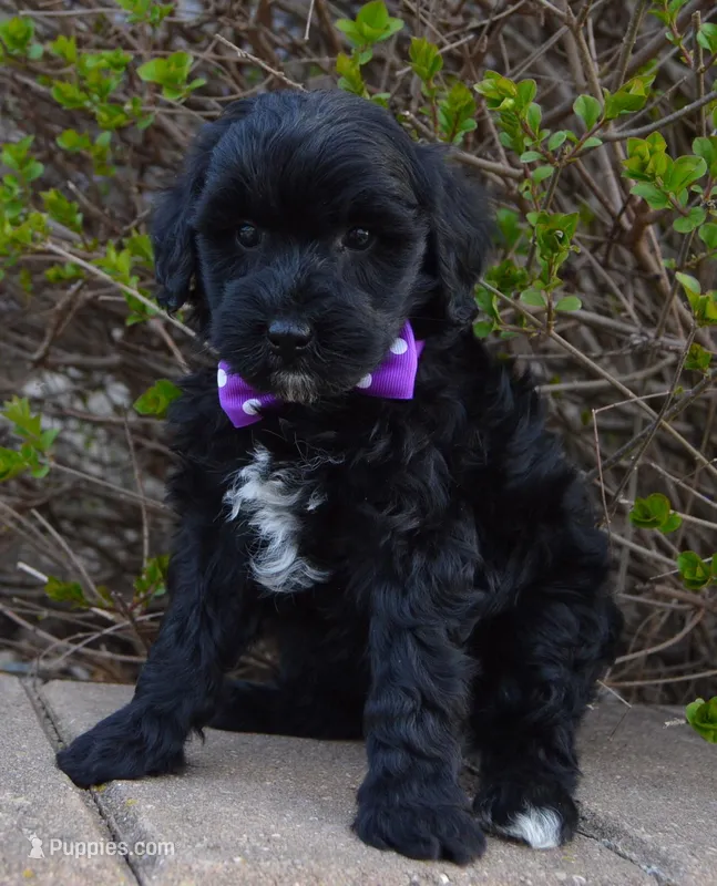 Mini Brin – Miniature Bernedoodle puppy for sale in Celina, OH