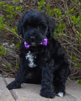 Mini Brin, a female Miniature Bernedoodle for sale in Celina, OH – Photo 1 of 10