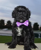 Mini Brin, a female Miniature Bernedoodle for sale in Celina, OH – Photo 10 of 10