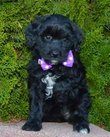 Mini Brin, a female Miniature Bernedoodle for sale in Celina, OH – Photo 6 of 10