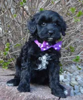 Mini Brin, a female Miniature Bernedoodle for sale in Celina, OH – Photo 4 of 10