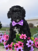 Mini Brin, a female Miniature Bernedoodle for sale in Celina, OH – Photo 9 of 10