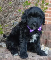 Mini Brin, a female Miniature Bernedoodle for sale in Celina, OH – Photo 3 of 10