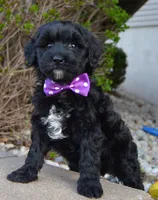 Mini Brin, a female Miniature Bernedoodle for sale in Celina, OH – Photo 7 of 10