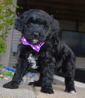 Mini Brin, a female Miniature Bernedoodle for sale in Celina, OH – Photo 8 of 10