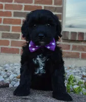 Mini Brin, a female Miniature Bernedoodle for sale in Celina, OH – Photo 2 of 10