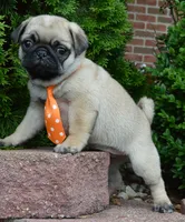 Porter, a male Pug for sale in Celina, OH – 7 of 10