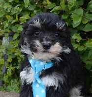 Mini Buster, a male Miniature Bernedoodle for sale in Celina, OH – Photo 3 of 10