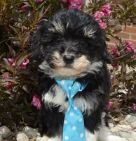Mini Buster, a male Miniature Bernedoodle for sale in Celina, OH – Photo 4 of 10