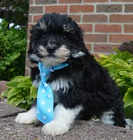 Mini Buster, a male Miniature Bernedoodle for sale in Celina, OH – Photo 7 of 10