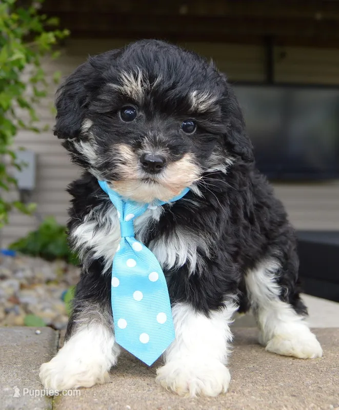 Mini Buster, a male Miniature Bernedoodle for sale in Celina, OH – Photo 1 of 10