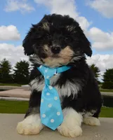 Mini Buster, a male Miniature Bernedoodle for sale in Celina, OH – Photo 8 of 10