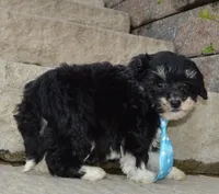 Mini Buster, a male Miniature Bernedoodle for sale in Celina, OH – Photo 2 of 10