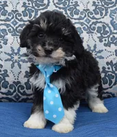 Mini Buster, a male Miniature Bernedoodle for sale in Celina, OH – Photo 6 of 10