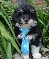 Mini Buster, a male Miniature Bernedoodle for sale in Celina, OH – Photo 10 of 10