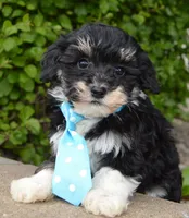 Mini Buster, a male Miniature Bernedoodle for sale in Celina, OH – Photo 5 of 10
