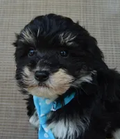 Mini Buster, a male Miniature Bernedoodle for sale in Celina, OH – Photo 9 of 10