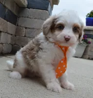 Mini Ace, a male Miniature Aussiedoodle for sale in Celina, OH – 6 of 10
