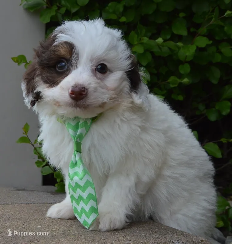 Mini Buddy, a male Miniature Bernedoodle for sale in Celina, OH – Photo 1 of 10