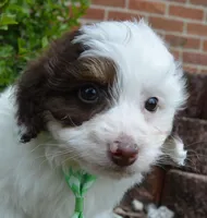 Mini Buddy, a male Miniature Bernedoodle for sale in Celina, OH – Photo 10 of 10