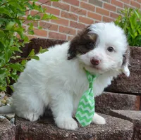 Mini Buddy, a male Miniature Bernedoodle for sale in Celina, OH – Photo 9 of 10