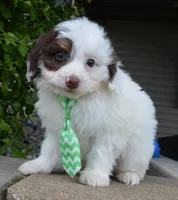 Mini Buddy, a male Miniature Bernedoodle for sale in Celina, OH – Photo 3 of 10