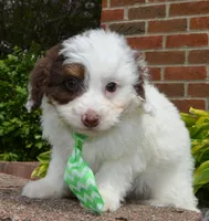 Mini Buddy, a male Miniature Bernedoodle for sale in Celina, OH – Photo 5 of 10