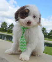 Mini Buddy, a male Miniature Bernedoodle for sale in Celina, OH – Photo 8 of 10