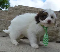 Mini Buddy, a male Miniature Bernedoodle for sale in Celina, OH – Photo 7 of 10