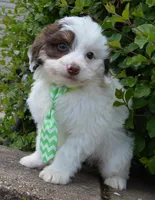 Mini Buddy, a male Miniature Bernedoodle for sale in Celina, OH – Photo 4 of 10