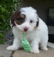 Mini Buddy, a male Miniature Bernedoodle for sale in Celina, OH – Photo 2 of 10