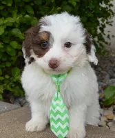 Mini Buddy, a male Miniature Bernedoodle for sale in Celina, OH – Photo 6 of 10