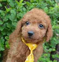Mini Gordon, a male Miniature Goldendoodle for sale in Celina, OH – 6 of 10