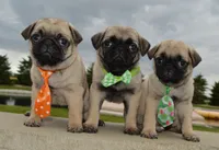 Paxton, a male Pug for sale in Celina, OH – 10 of 10