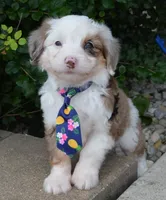 Mini Auggie, a male Miniature Aussiedoodle for sale in Celina, OH – 6 of 10
