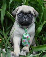 Paxton, a male Pug for sale in Celina, OH – 6 of 10