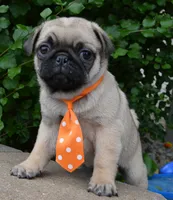 Porter, a male Pug for sale in Celina, OH – 4 of 10