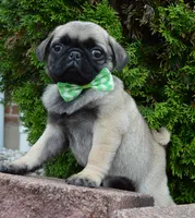 Pearl, a female Pug for sale in Celina, OH – 9 of 10