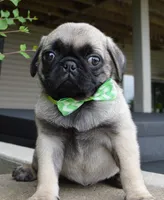 Pearl, a female Pug for sale in Celina, OH – 5 of 10