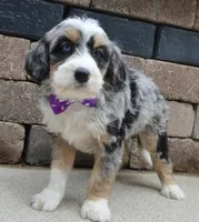 Bailey, a female Miniature Bernedoodle for sale in Celina, OH – 7 of 10